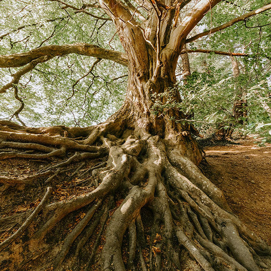 L'Insegnamento degli Alberi