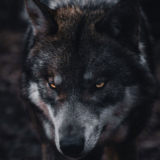 lupo