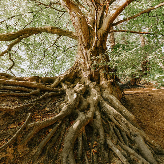 Gli alberi: un insegnamento di collaborazione e connessione