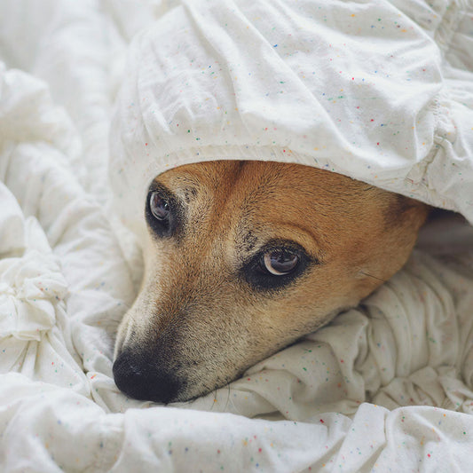 Come Rafforzare il Sistema Immunitario